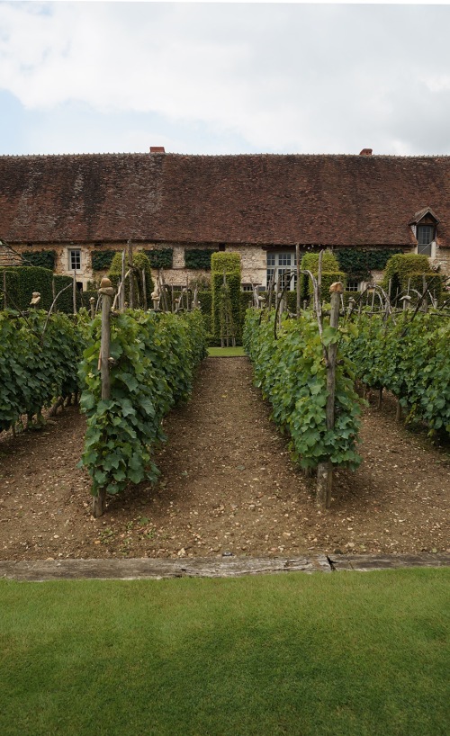 The four planted quadrants surrounding the fountain are planted with chenin blanc grape vines, the wine from which the monks used in Communion. The grape vines are aligned with the hornbeam-arched walk surrounding the space, reflecting the importance of order even in the smallest details.